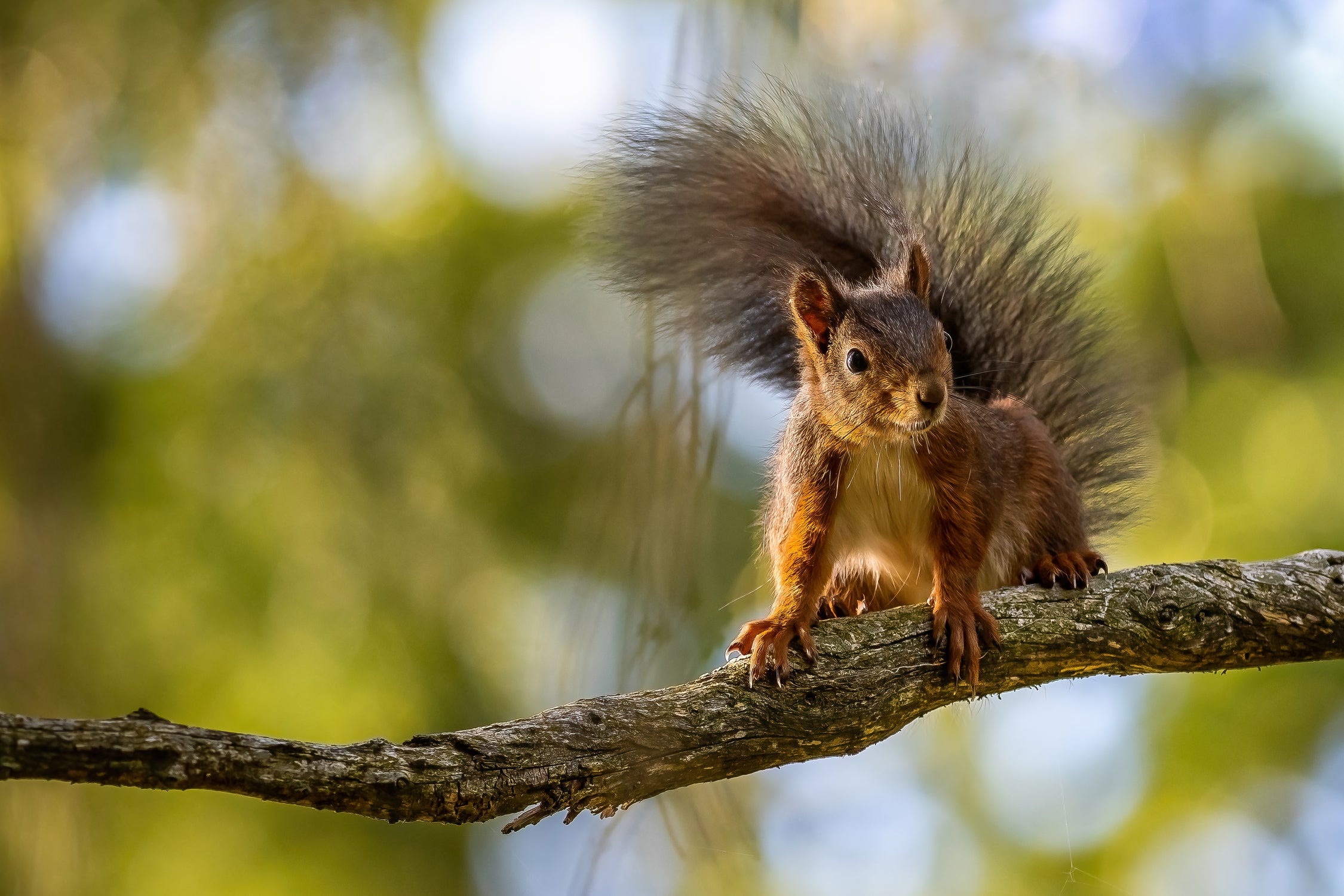 Ecureuil by NICOLAS GROFFAL on GIANT ART - brown photo illustration