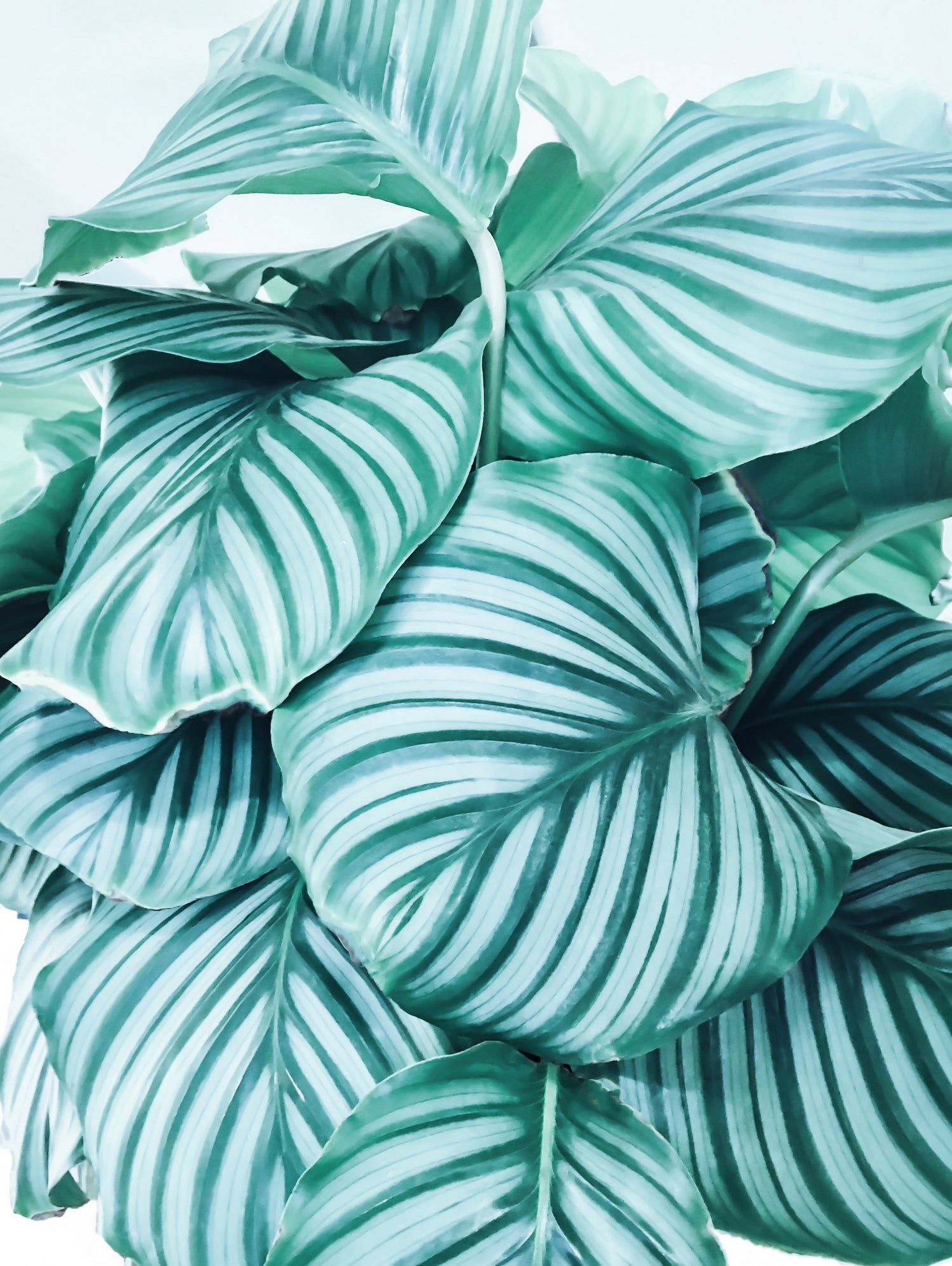 Long embrace - teal green by Gale Switzer on GIANT ART - green photo manipulation