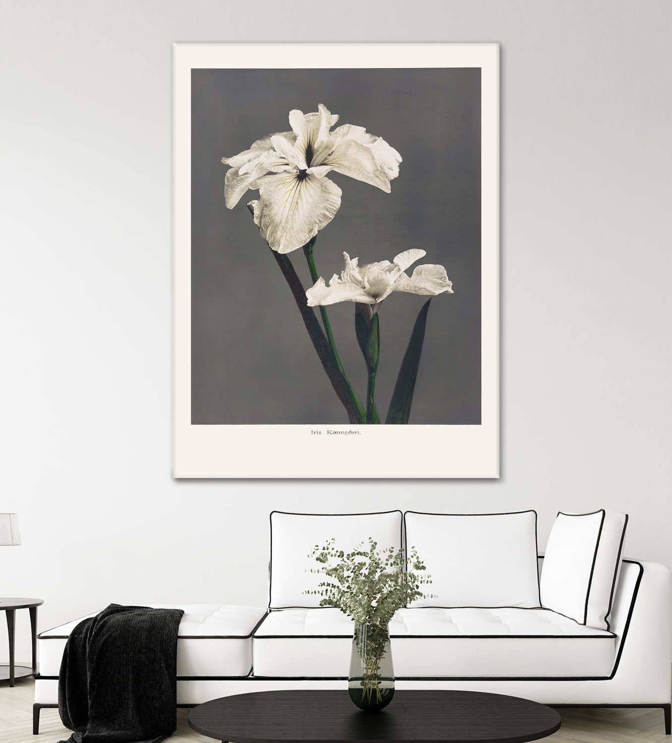 Iris KAbmpferi by Pictufy on GIANT ART -