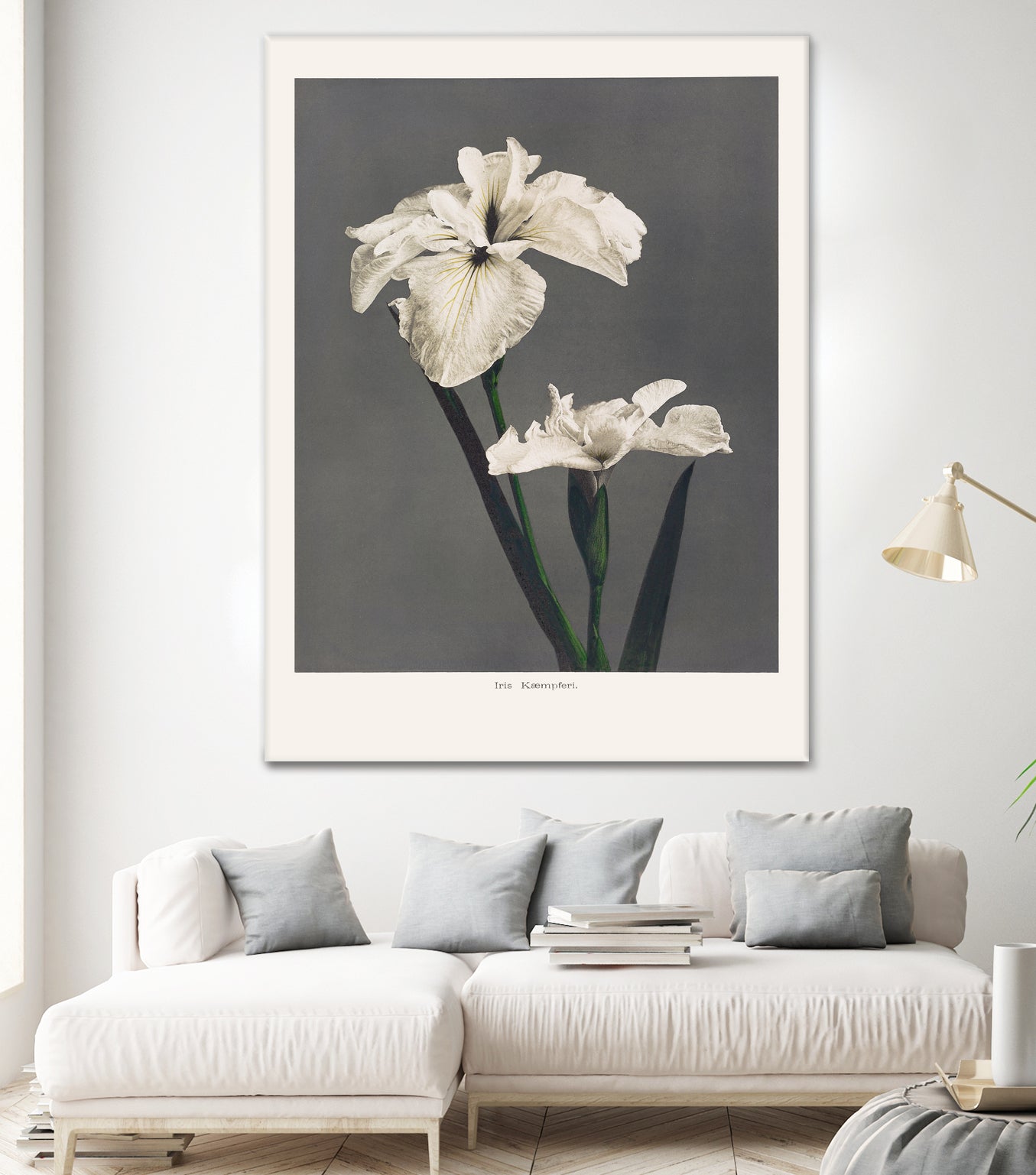 Iris KAbmpferi by Pictufy on GIANT ART -