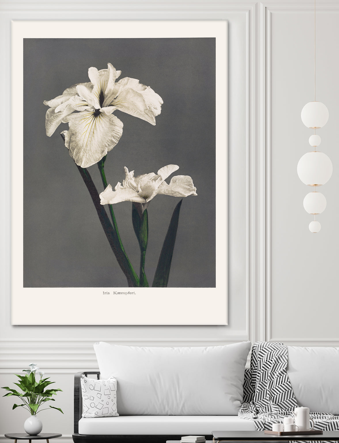 Iris KAbmpferi by Pictufy on GIANT ART -