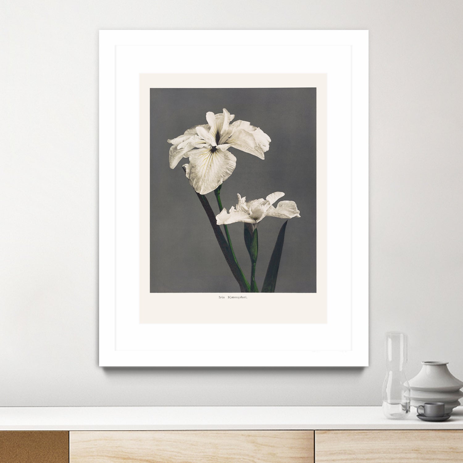 Iris KAbmpferi by Pictufy on GIANT ART -