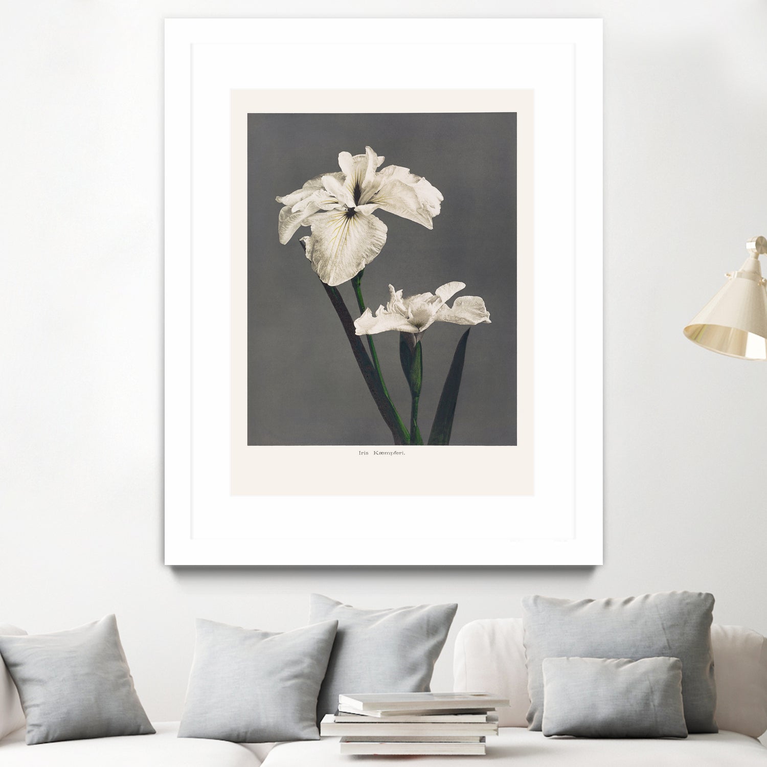 Iris KAbmpferi by Pictufy on GIANT ART -