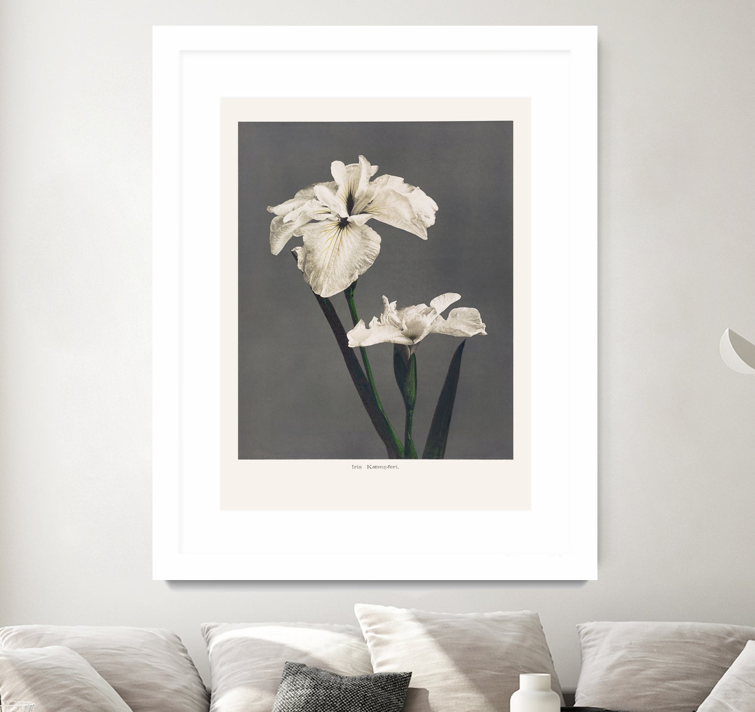 Iris KAbmpferi by Pictufy on GIANT ART -