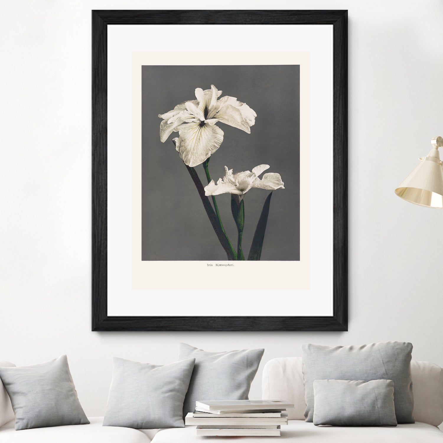 Iris KAbmpferi by Pictufy on GIANT ART -