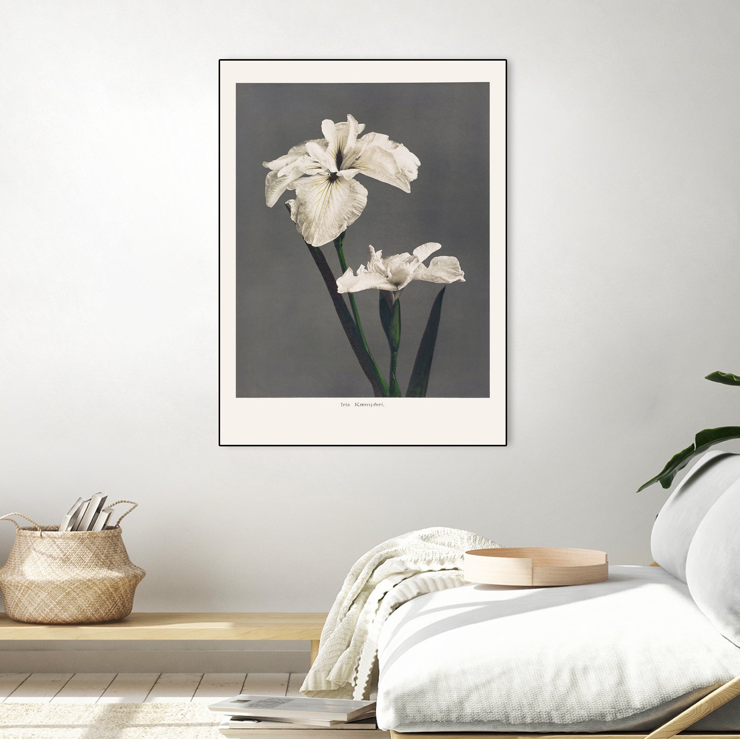 Iris KAbmpferi by Pictufy on GIANT ART -