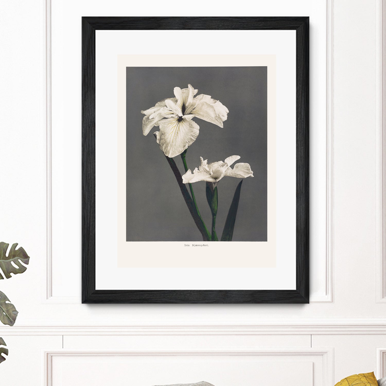 Iris KAbmpferi by Pictufy on GIANT ART -