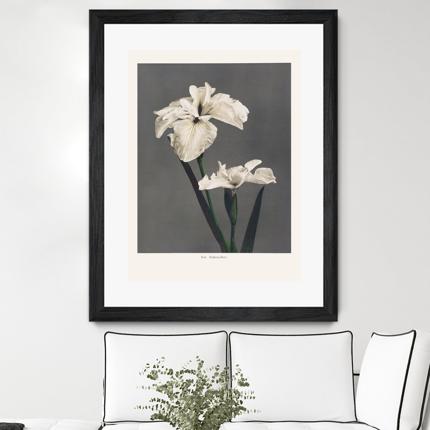 Iris KAbmpferi by Pictufy on GIANT ART -