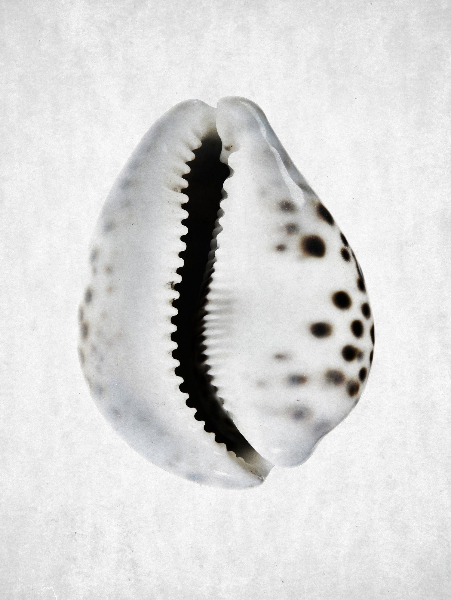 Spring Tide by Shot by Clint on GIANT ART - macro seashell art