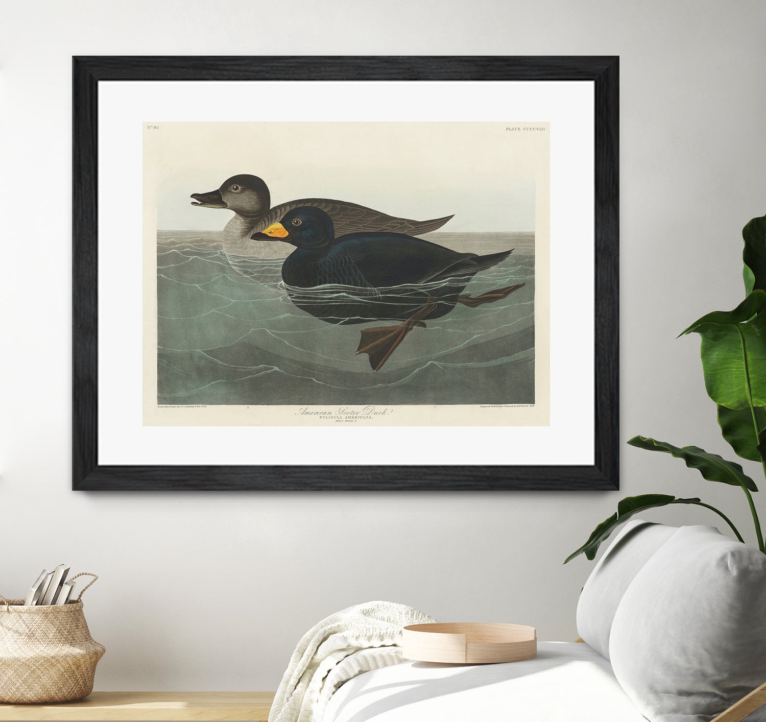 American Scoter Duck From Birds of America (1827) by John James Audubon on GIANT ART - animals john james audubon