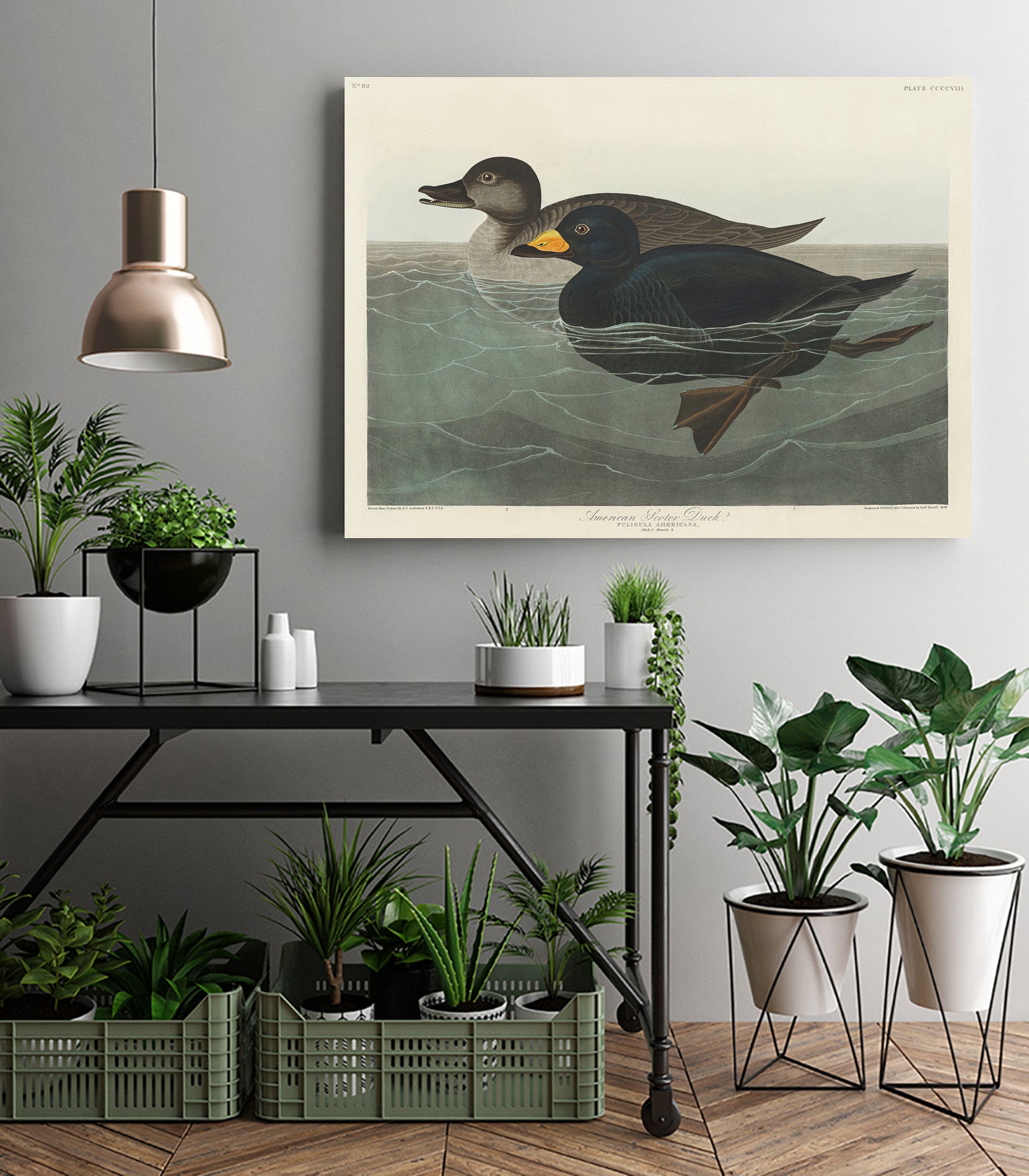 American Scoter Duck From Birds of America (1827) by John James Audubon on GIANT ART - animals john james audubon