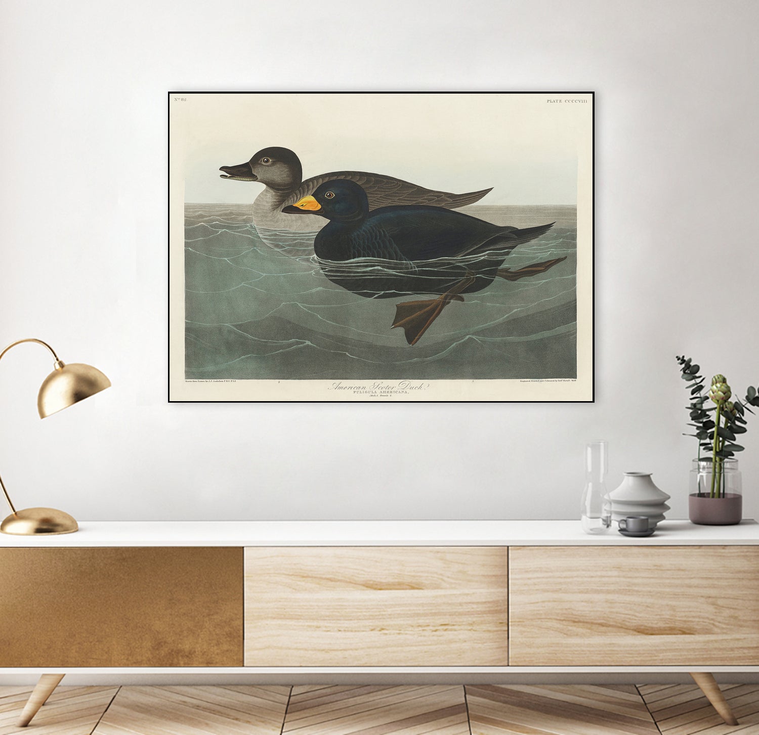 American Scoter Duck From Birds of America (1827) by John James Audubon on GIANT ART - animals john james audubon