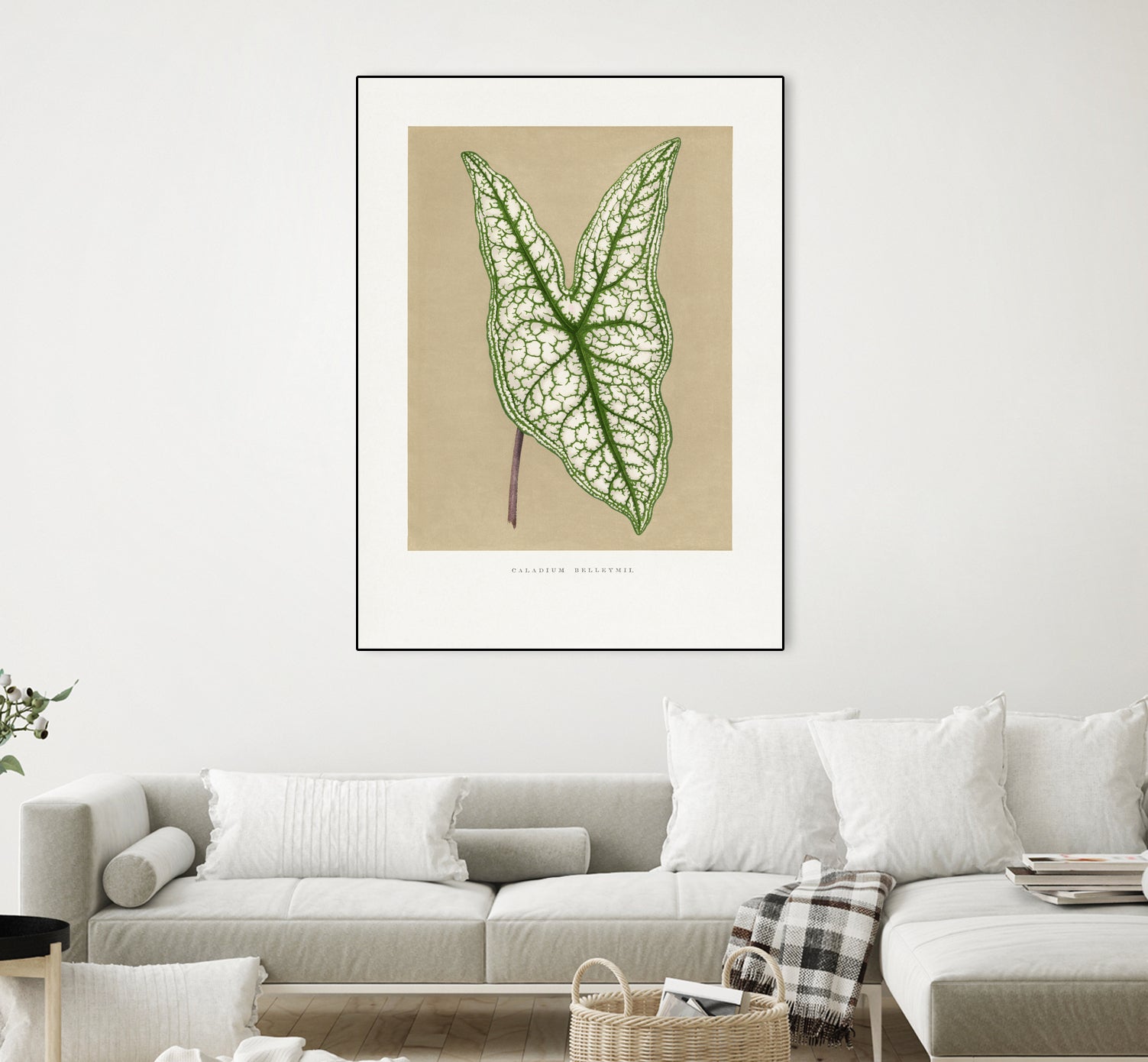Green Caladium Belleymii Leaf Illustration by Les Plantes a on GIANT ART - flowers and plants vintage botanical