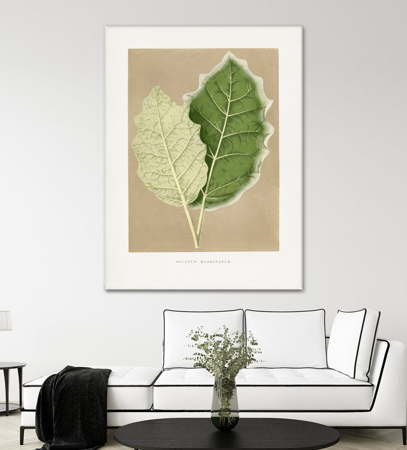 Green Solanum Marginatum Leaf Illustration by Les Plantes a on GIANT ART - flowers and plants vintage botanical