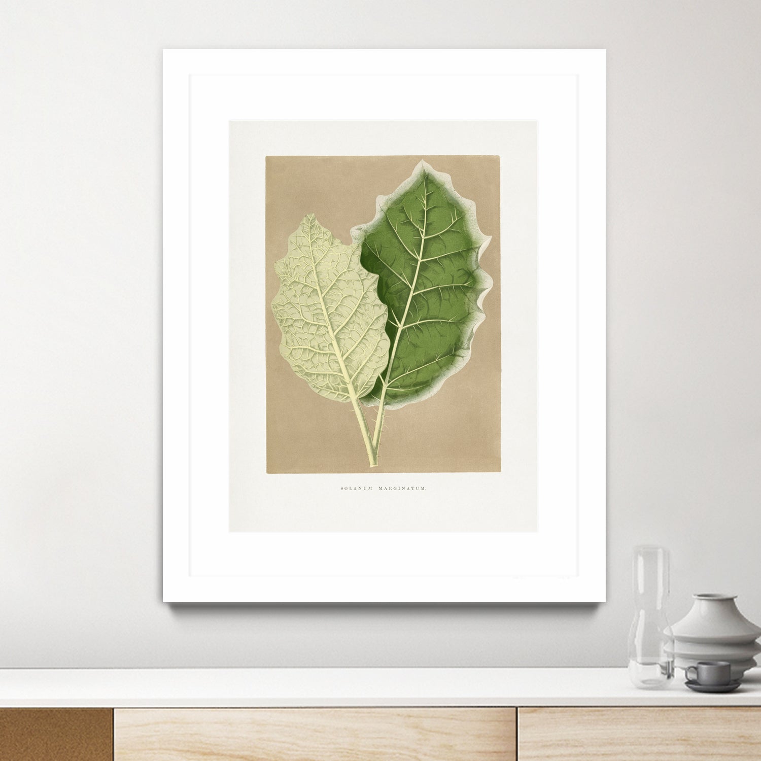 Green Solanum Marginatum Leaf Illustration by Les Plantes a on GIANT ART - flowers and plants vintage botanical