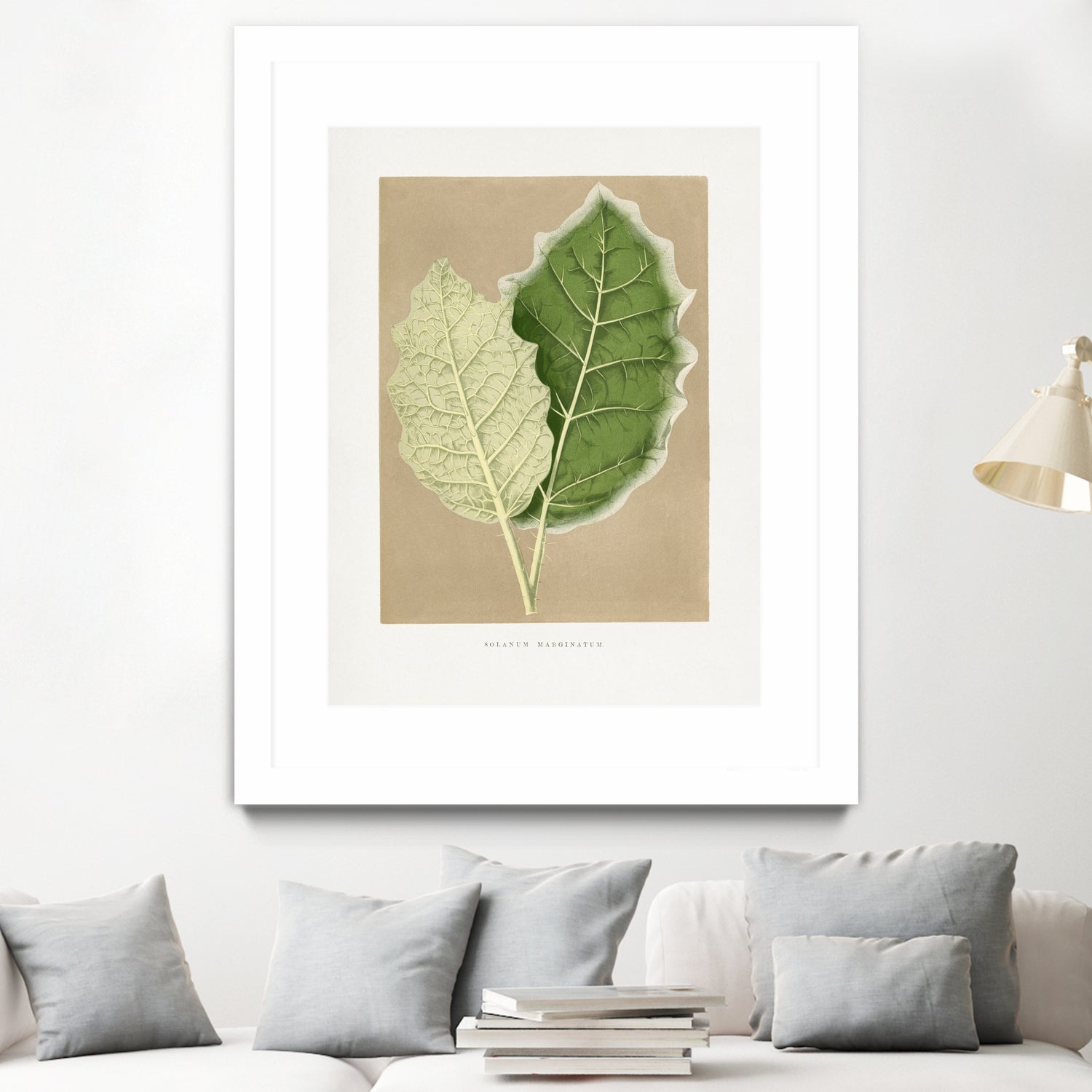 Green Solanum Marginatum Leaf Illustration by Les Plantes a on GIANT ART - flowers and plants vintage botanical