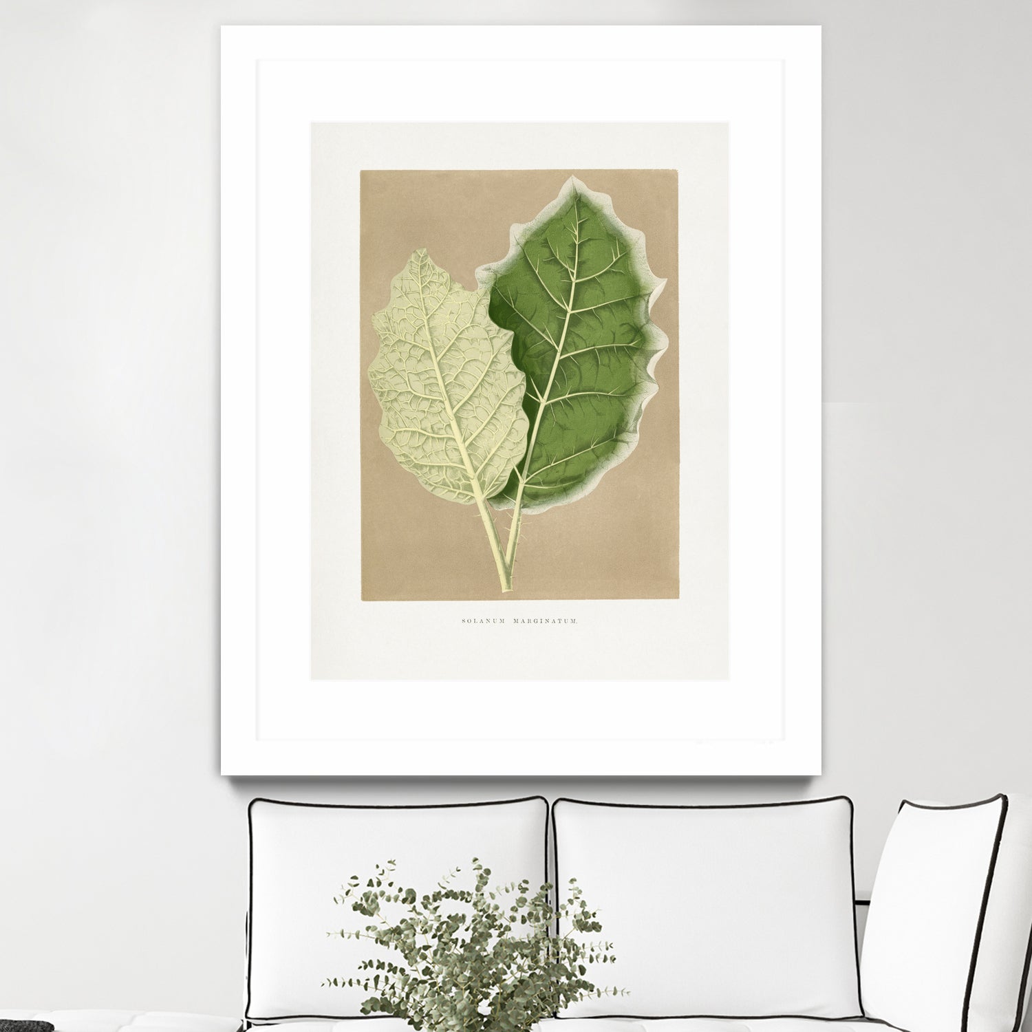 Green Solanum Marginatum Leaf Illustration by Les Plantes a on GIANT ART - flowers and plants vintage botanical