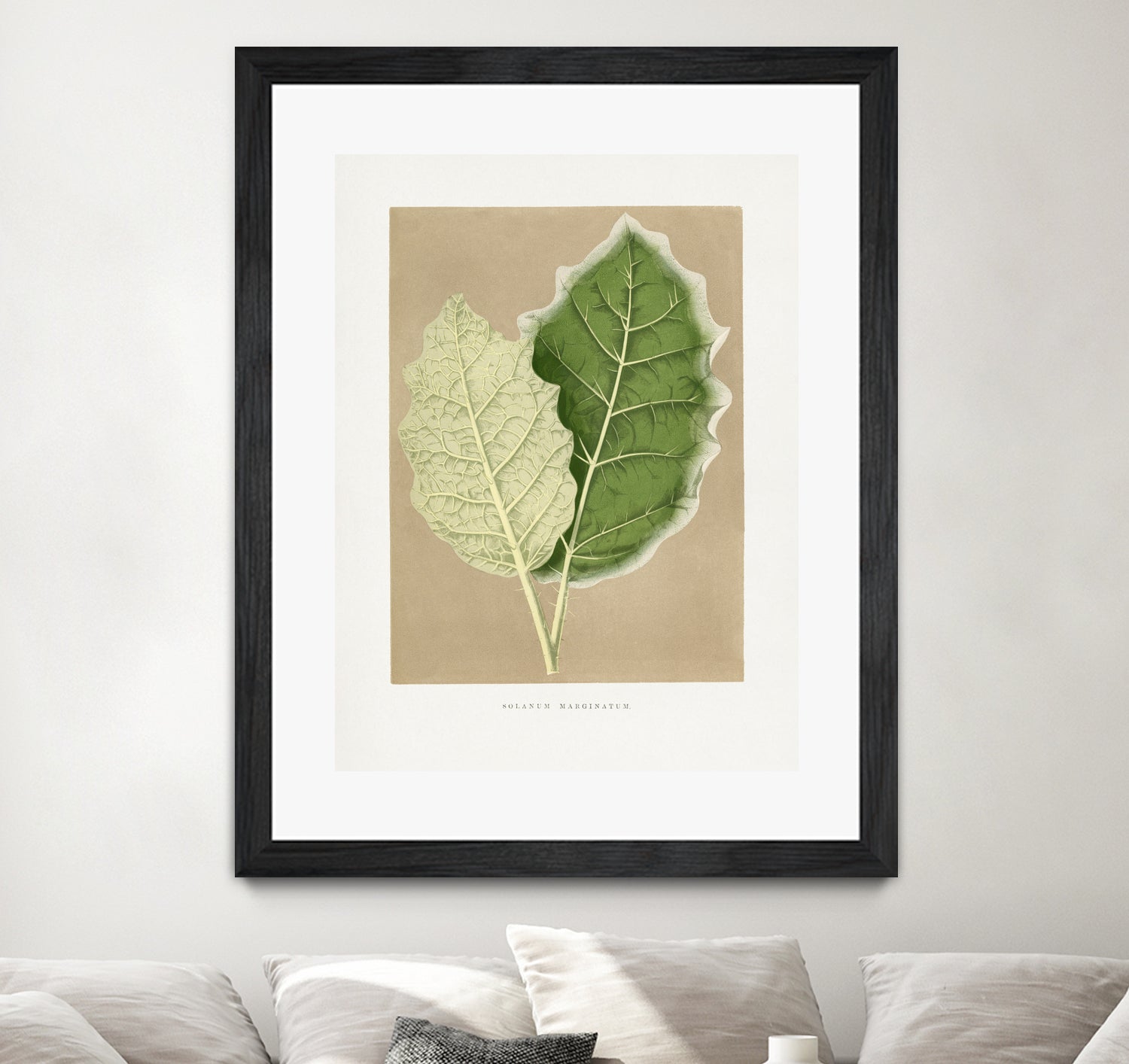 Green Solanum Marginatum Leaf Illustration by Les Plantes a on GIANT ART - flowers and plants vintage botanical