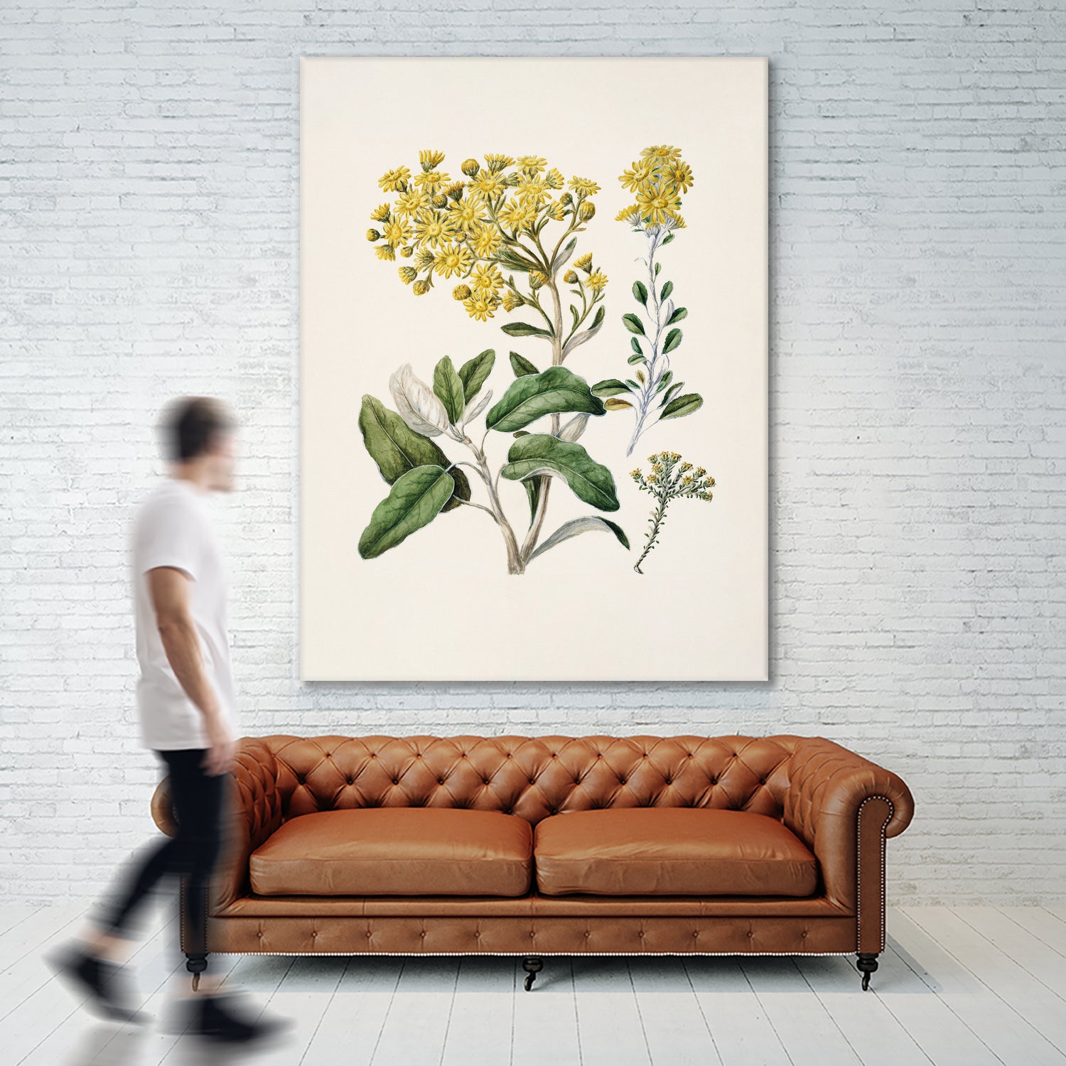 Daisy Brachyglottis Drawn By Sarah Featon (1848a1927) by Sarah Featon on GIANT ART - vintage botanical flowers and plants vintage botanical