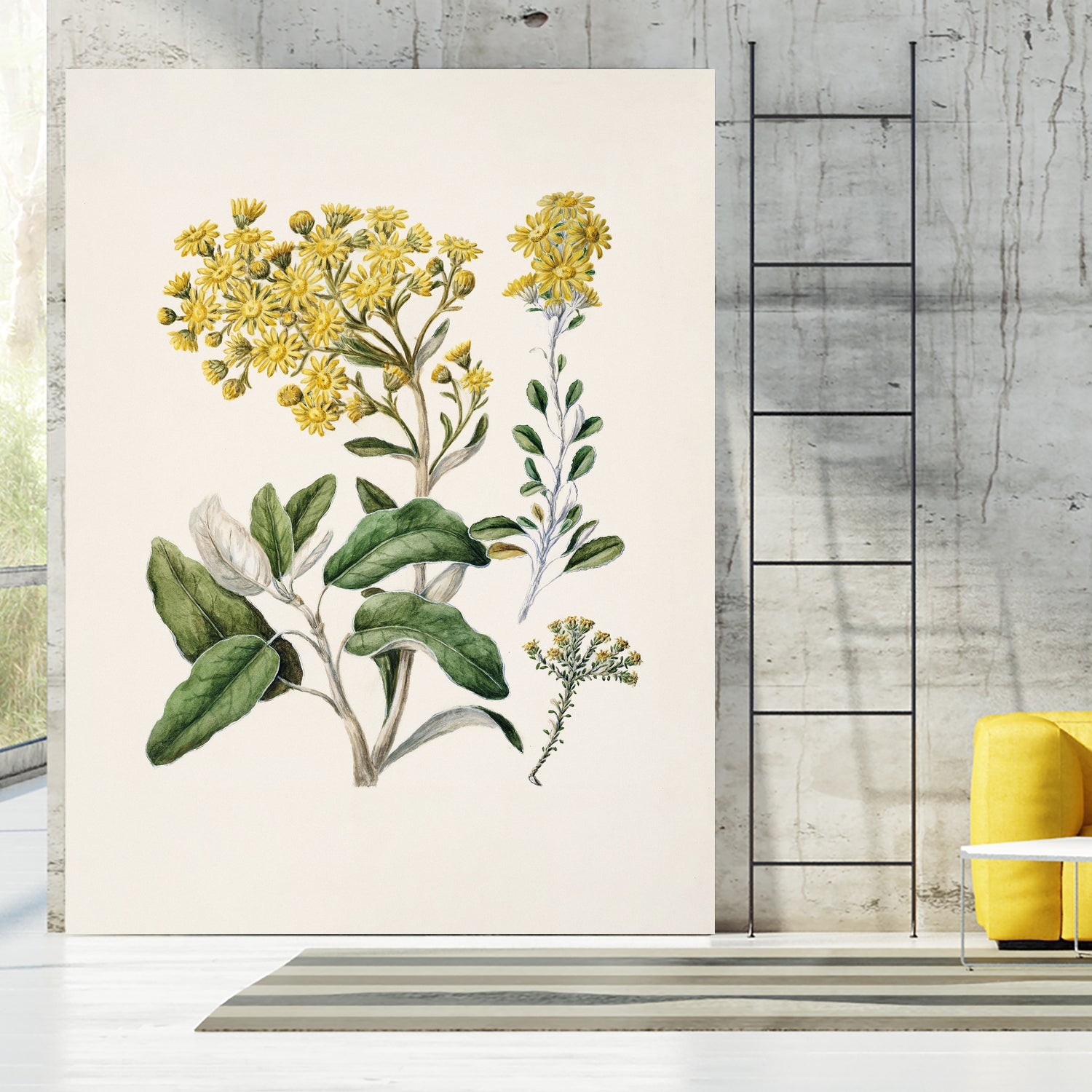 Daisy Brachyglottis Drawn By Sarah Featon (1848a1927) by Sarah Featon on GIANT ART - vintage botanical flowers and plants vintage botanical