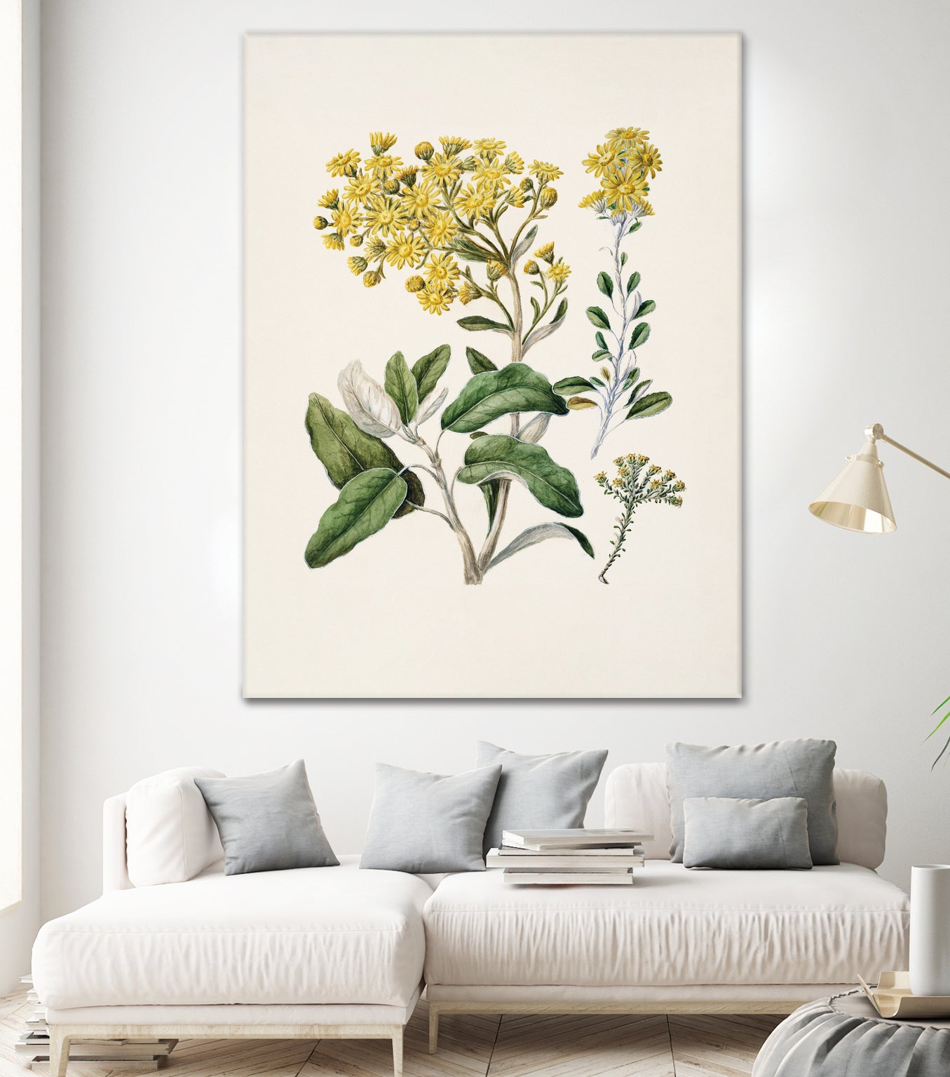 Daisy Brachyglottis Drawn By Sarah Featon (1848a1927) by Sarah Featon on GIANT ART - vintage botanical flowers and plants vintage botanical