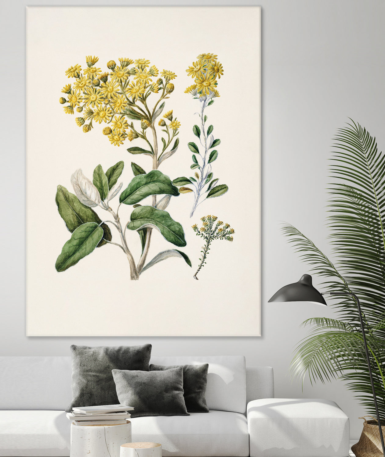 Daisy Brachyglottis Drawn By Sarah Featon (1848a1927) by Sarah Featon on GIANT ART - vintage botanical flowers and plants vintage botanical