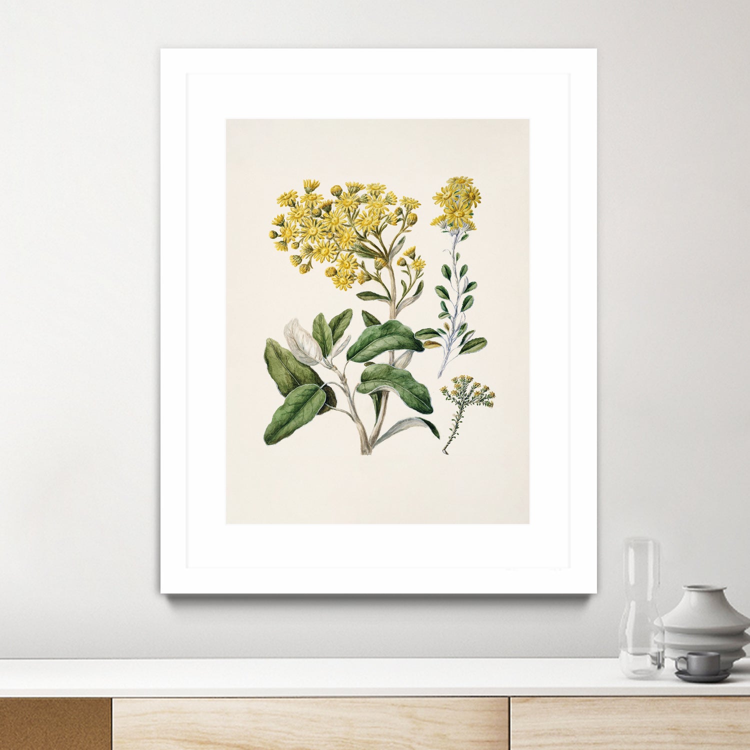 Daisy Brachyglottis Drawn By Sarah Featon (1848a1927) by Sarah Featon on GIANT ART - vintage botanical flowers and plants vintage botanical