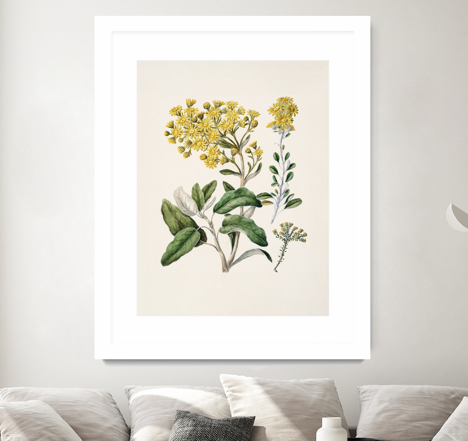 Daisy Brachyglottis Drawn By Sarah Featon (1848a1927) by Sarah Featon on GIANT ART - vintage botanical flowers and plants vintage botanical