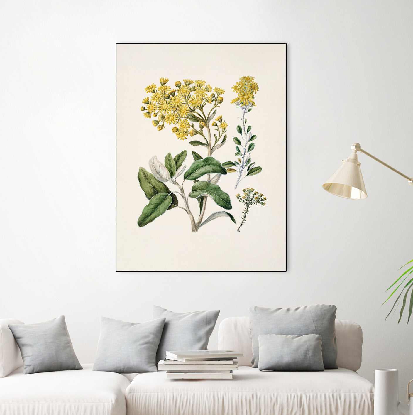 Daisy Brachyglottis Drawn By Sarah Featon (1848a1927) by Sarah Featon on GIANT ART - vintage botanical flowers and plants vintage botanical