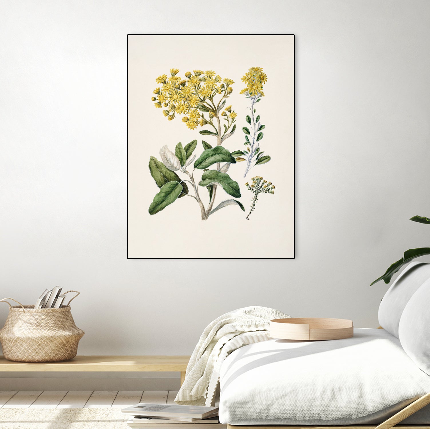 Daisy Brachyglottis Drawn By Sarah Featon (1848a1927) by Sarah Featon on GIANT ART - vintage botanical flowers and plants vintage botanical