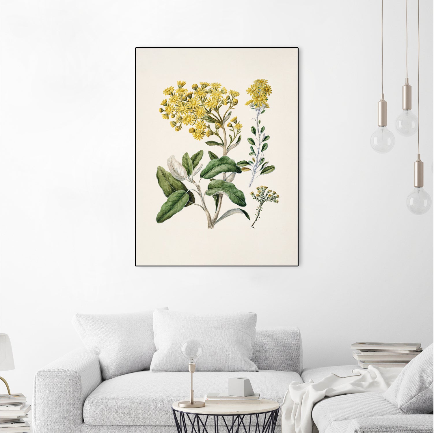 Daisy Brachyglottis Drawn By Sarah Featon (1848a1927) by Sarah Featon on GIANT ART - vintage botanical flowers and plants vintage botanical