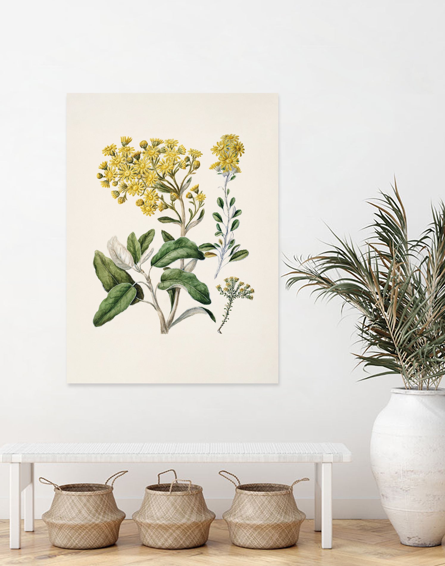 Daisy Brachyglottis Drawn By Sarah Featon (1848a1927) by Sarah Featon on GIANT ART - vintage botanical flowers and plants vintage botanical