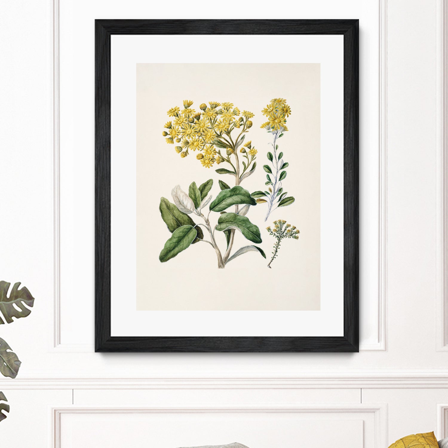 Daisy Brachyglottis Drawn By Sarah Featon (1848a1927) by Sarah Featon on GIANT ART - vintage botanical flowers and plants vintage botanical