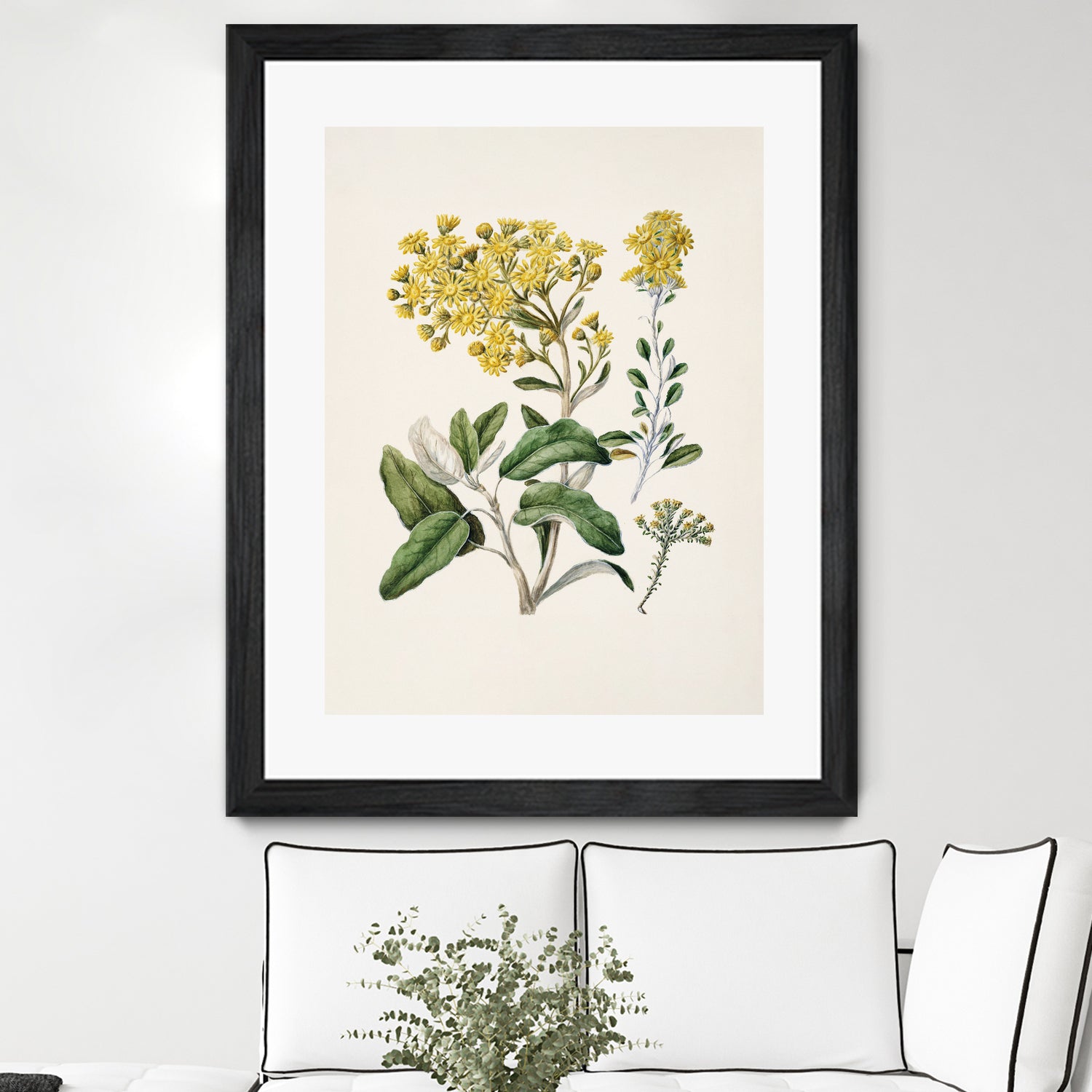 Daisy Brachyglottis Drawn By Sarah Featon (1848a1927) by Sarah Featon on GIANT ART - vintage botanical flowers and plants vintage botanical