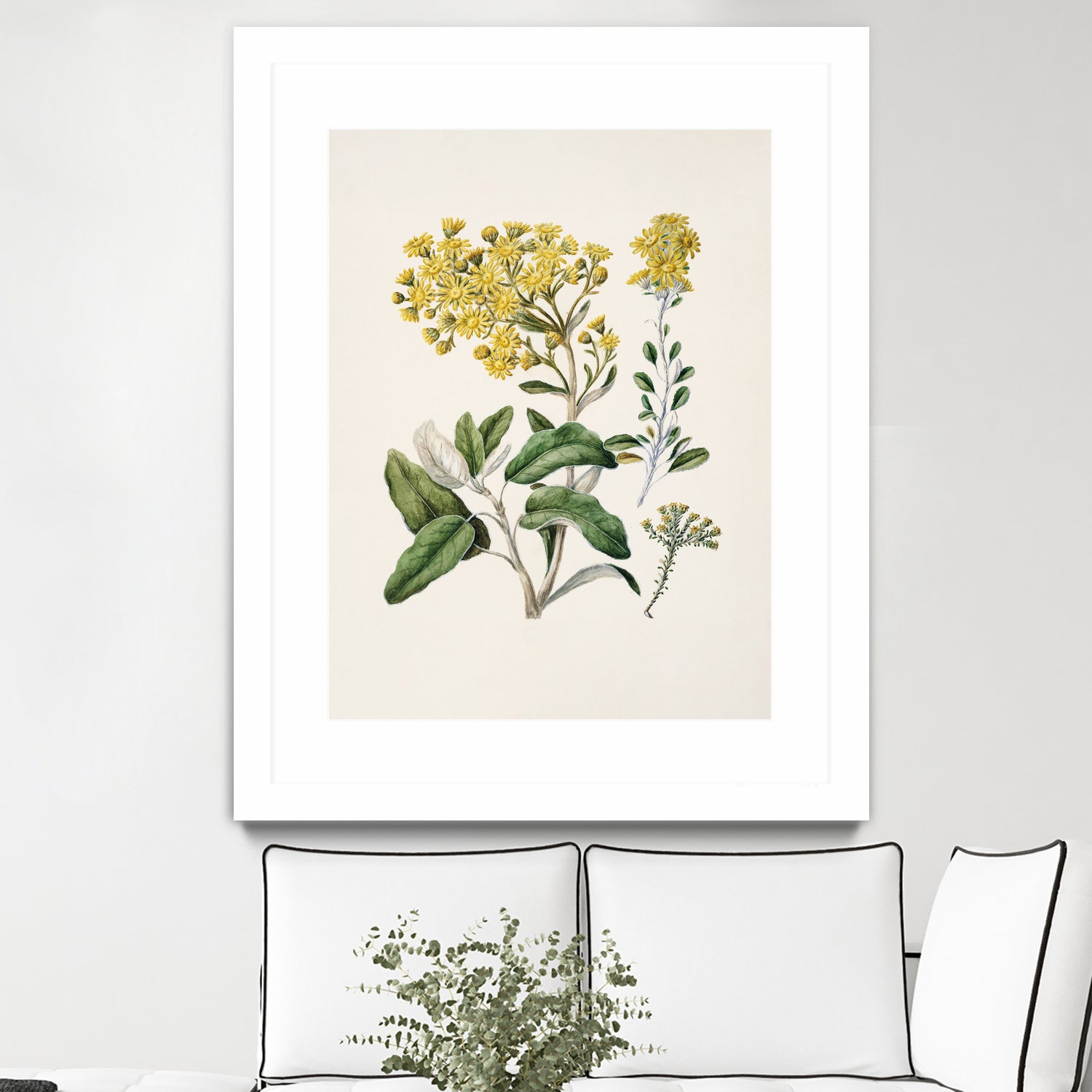 Daisy Brachyglottis Drawn By Sarah Featon (1848a1927) by Sarah Featon on GIANT ART - vintage botanical flowers and plants vintage botanical