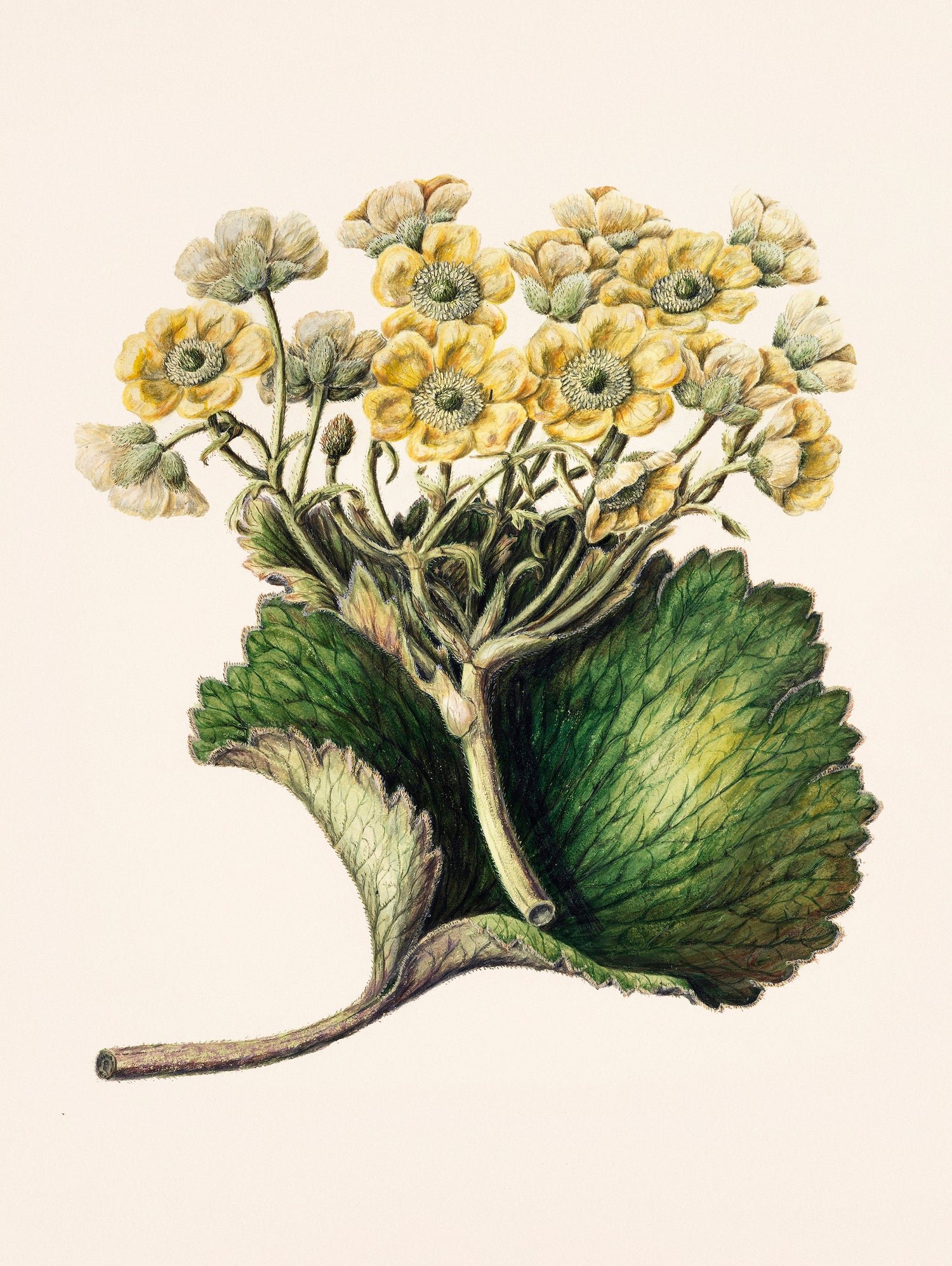 Korikor Drawn By Sarah Featon (1848a€“1927 by Sarah Featon on GIANT ART - flowers and plants vintage botanical