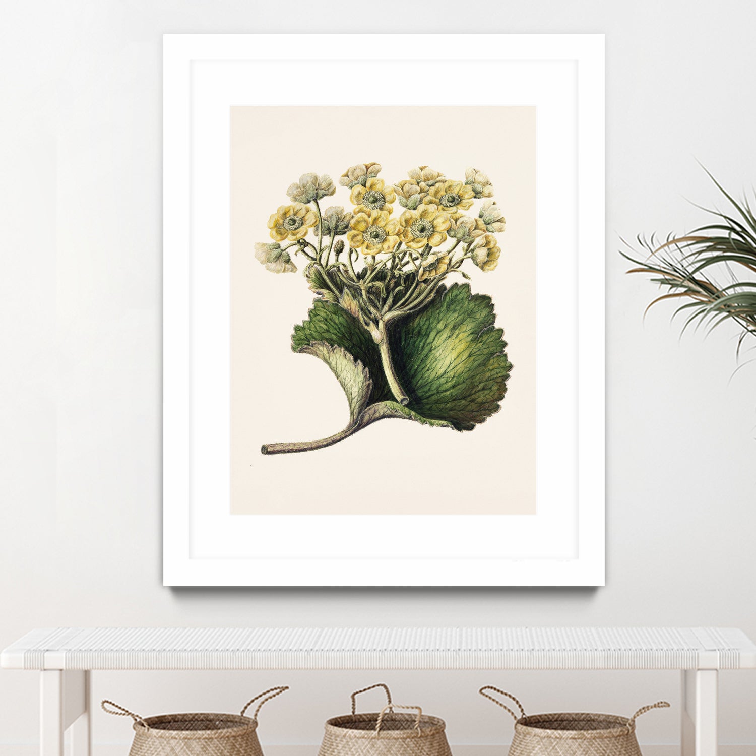 Korikor Drawn By Sarah Featon (1848a€“1927 by Sarah Featon on GIANT ART - flowers and plants vintage botanical