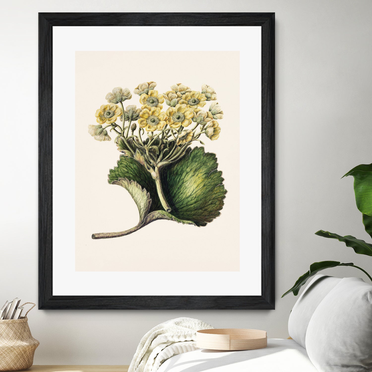 Korikor Drawn By Sarah Featon (1848a€“1927 by Sarah Featon on GIANT ART - flowers and plants vintage botanical