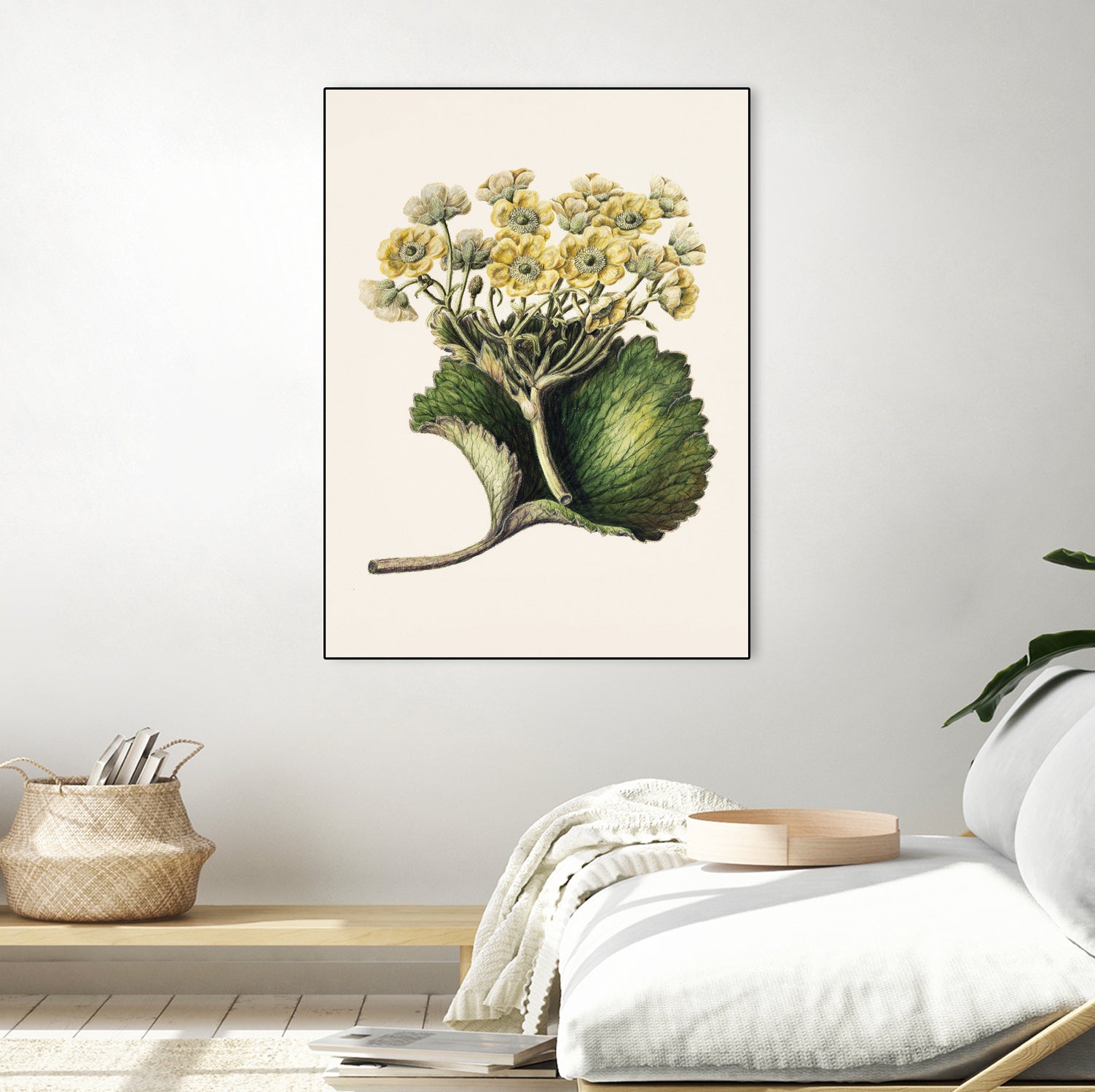 Korikor Drawn By Sarah Featon (1848a€“1927 by Sarah Featon on GIANT ART - flowers and plants vintage botanical