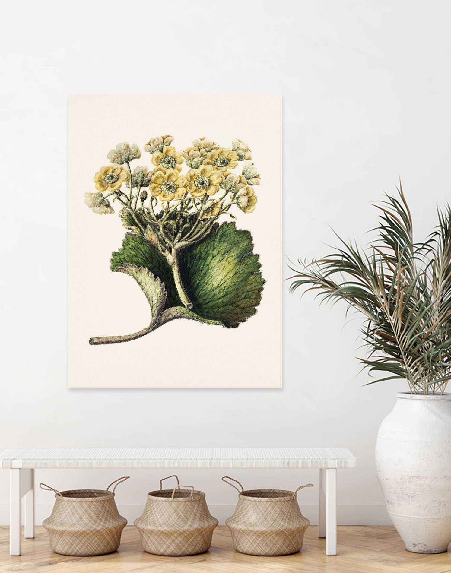 Korikor Drawn By Sarah Featon (1848a€“1927 by Sarah Featon on GIANT ART - flowers and plants vintage botanical