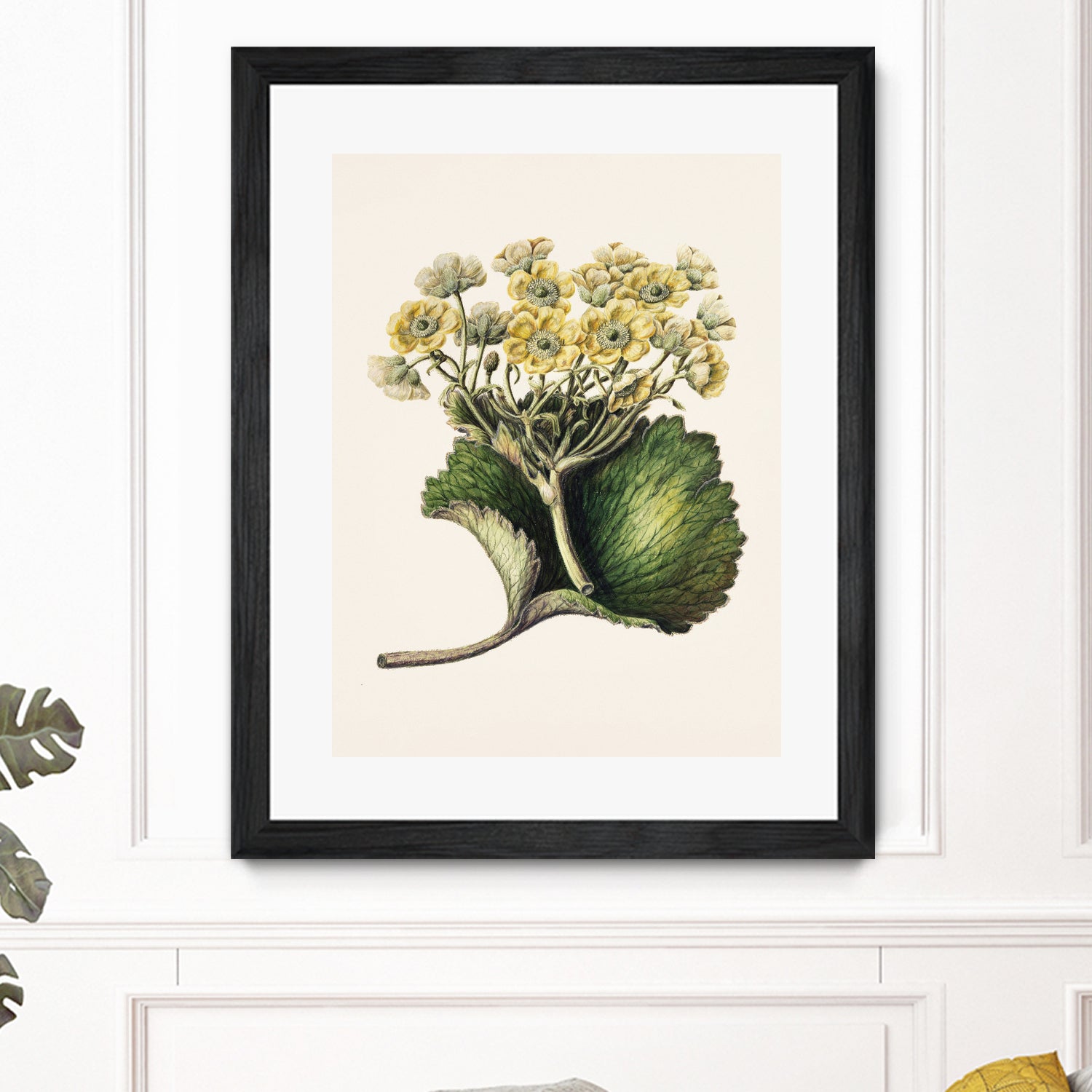 Korikor Drawn By Sarah Featon (1848a€“1927 by Sarah Featon on GIANT ART - flowers and plants vintage botanical