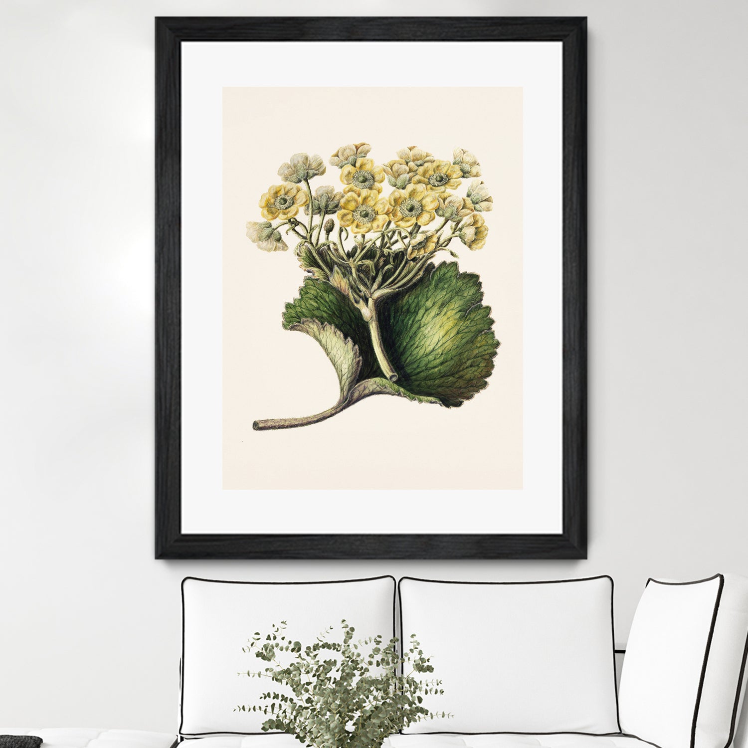 Korikor Drawn By Sarah Featon (1848a€“1927 by Sarah Featon on GIANT ART - flowers and plants vintage botanical