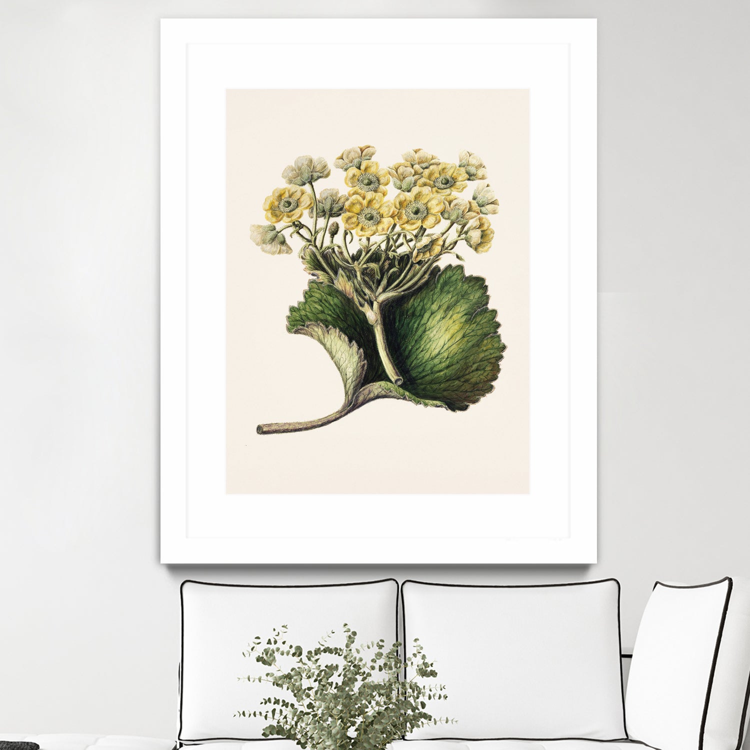 Korikor Drawn By Sarah Featon (1848a€“1927 by Sarah Featon on GIANT ART - flowers and plants vintage botanical