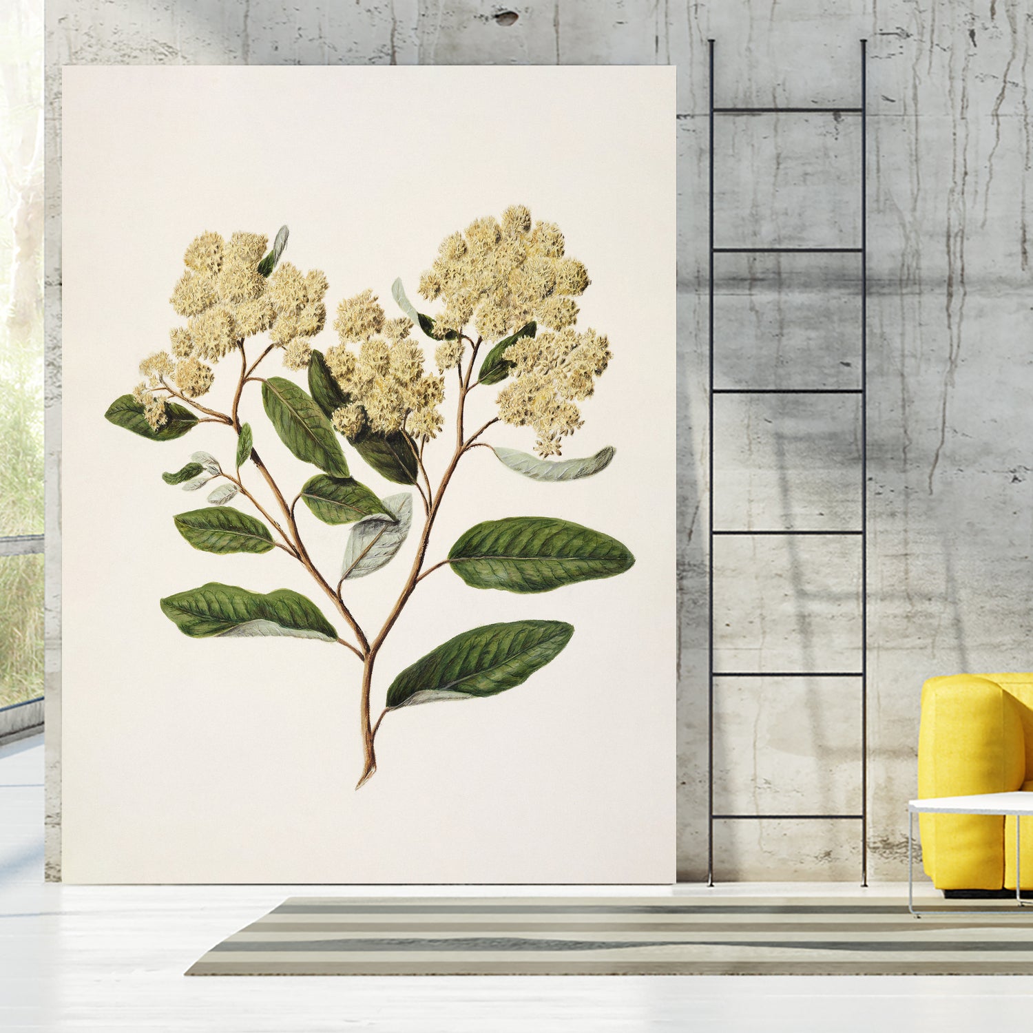 Kumarahou Drawn By Sarah Featon (1848a€“1927 by Sarah Featon on GIANT ART - flowers and plants vintage botanical