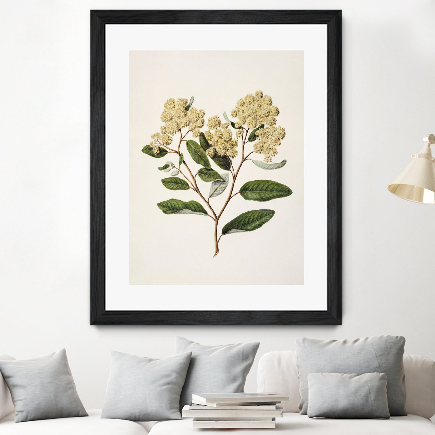 Kumarahou Drawn By Sarah Featon (1848a€“1927 by Sarah Featon on GIANT ART - flowers and plants vintage botanical