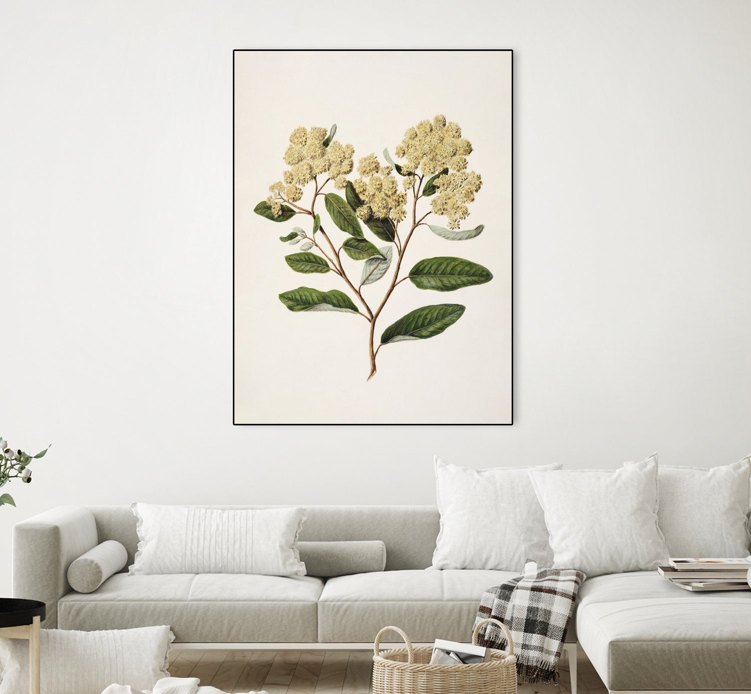 Kumarahou Drawn By Sarah Featon (1848a€“1927 by Sarah Featon on GIANT ART - flowers and plants vintage botanical