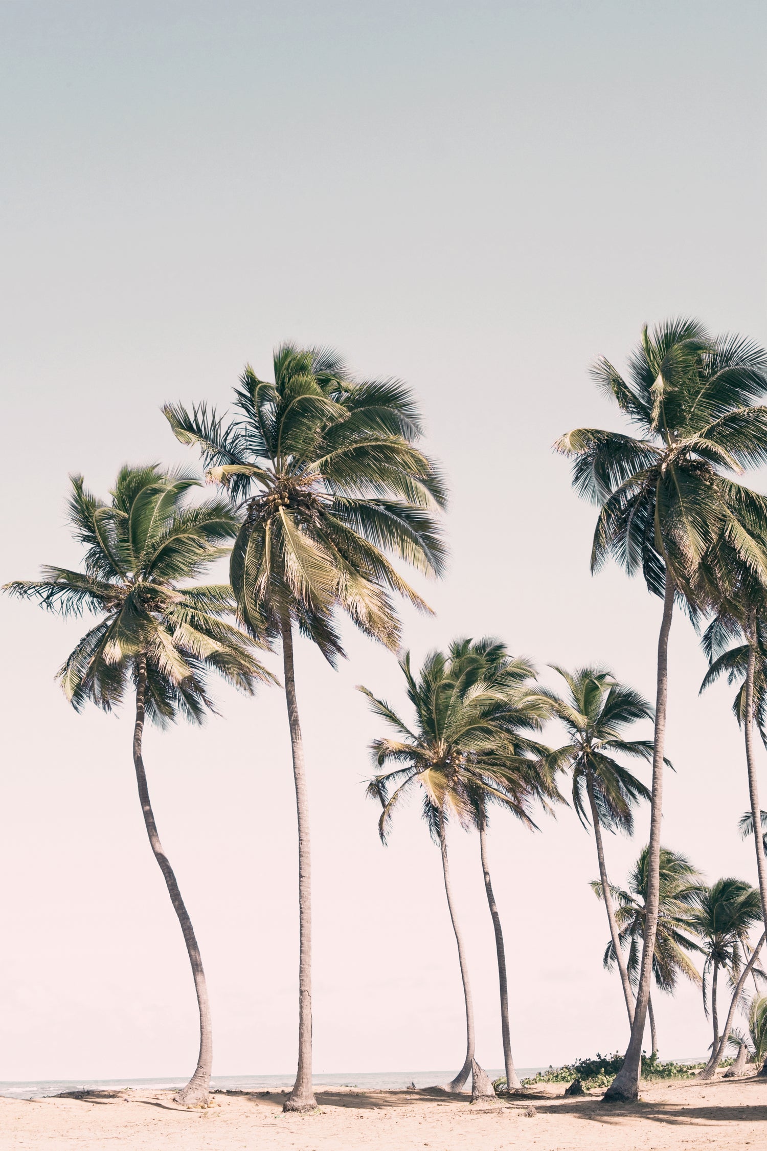 Blush Tropical Trees by Kathrin Pienaar on GIANT ART - palm trees palm trees