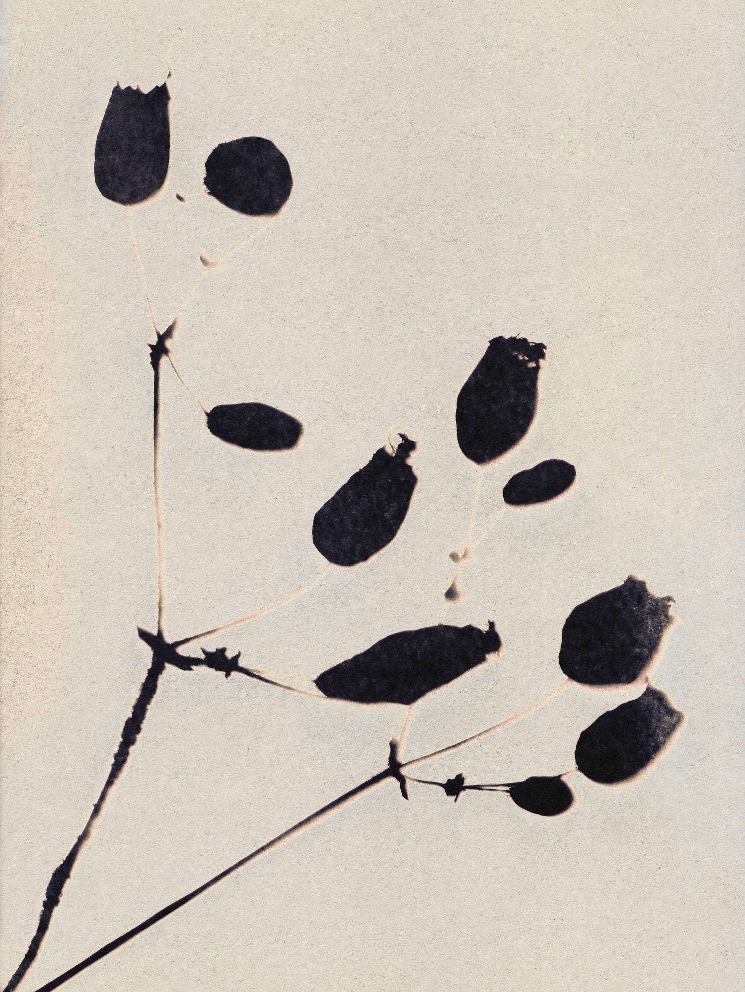 Wildflower In Bloom by Alisa Galitsyna on GIANT ART - monochrome monochrome