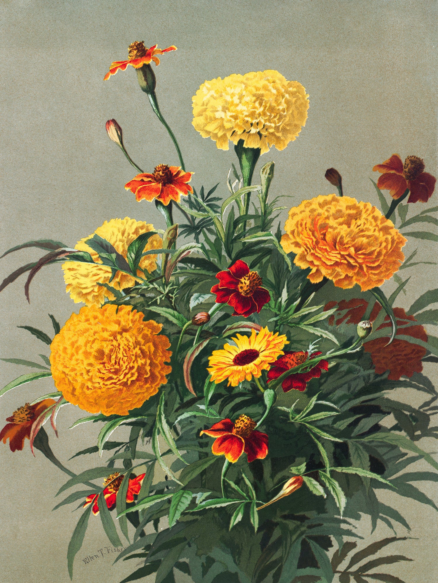 Marigolds by Ellen Thayer Fisher on GIANT ART - illustration ellen thayer fisher