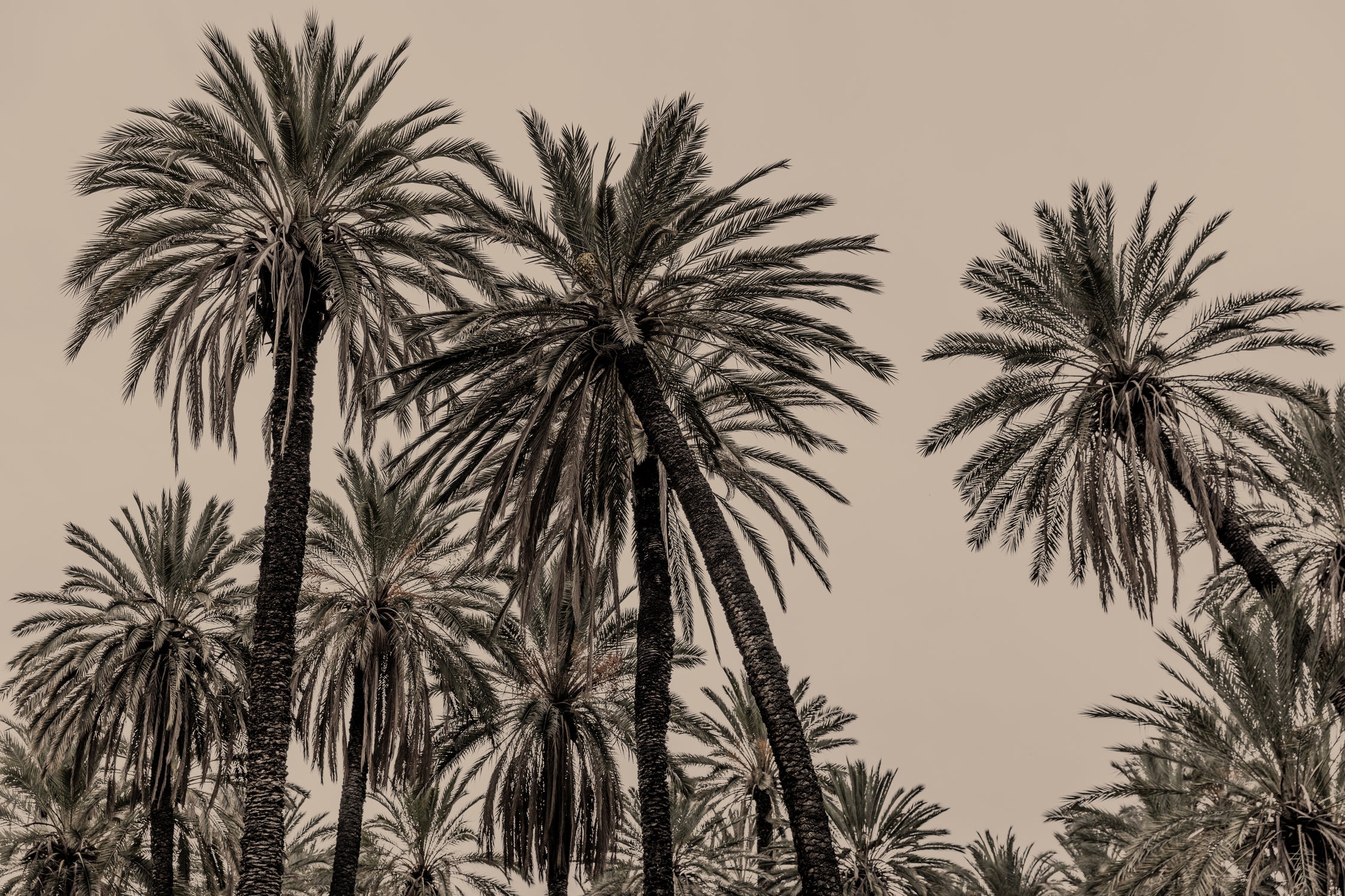 Sicilian Memories 15 by Mareike Bohmer on GIANT ART - palm